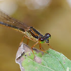 Caballito (Small red damselfly)