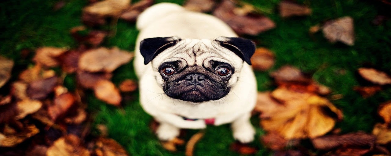 Pug Wallpaper Preview image 2