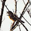 Eastern Towhee