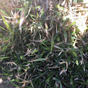 bermuda grass