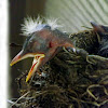 American Robin