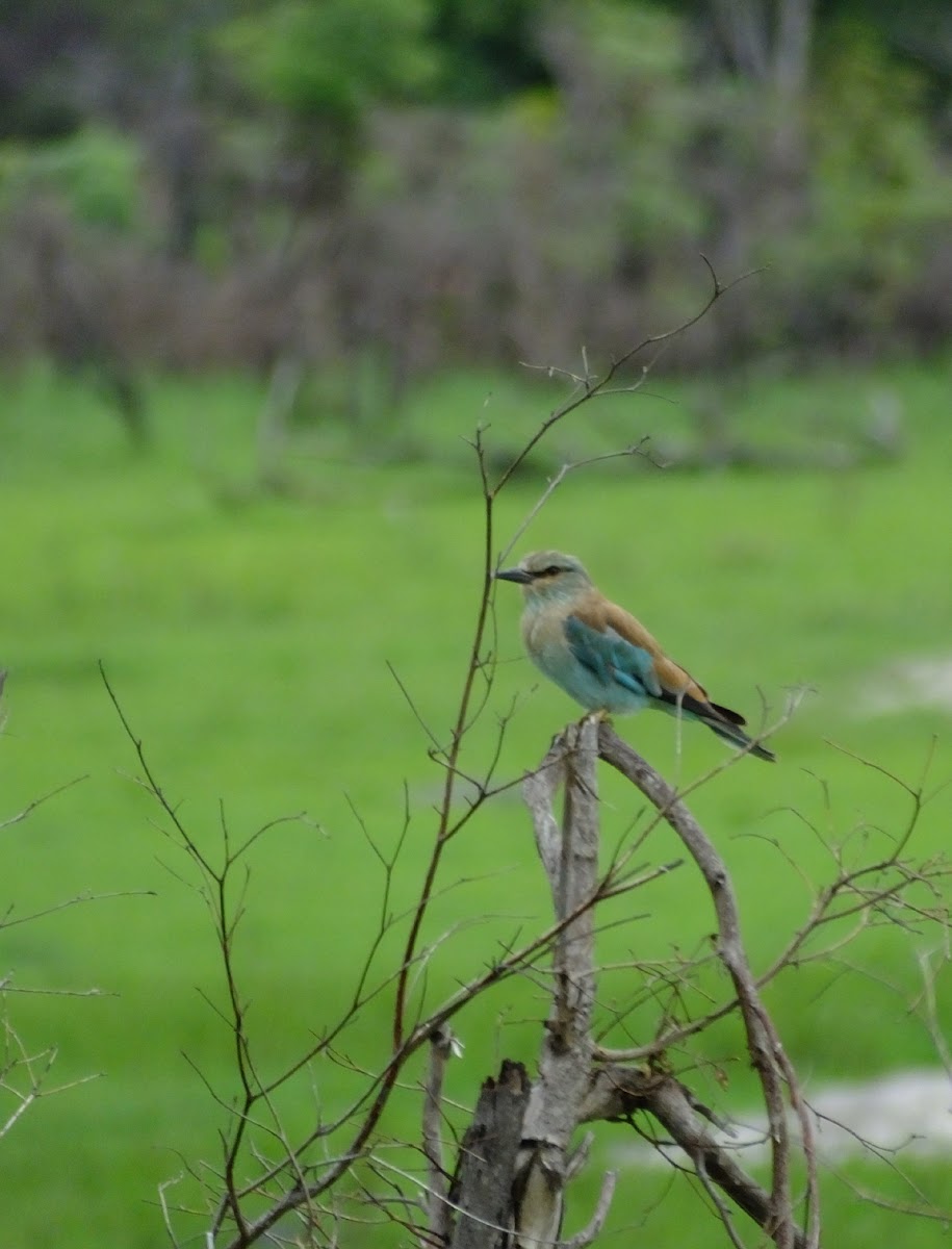 European Roller