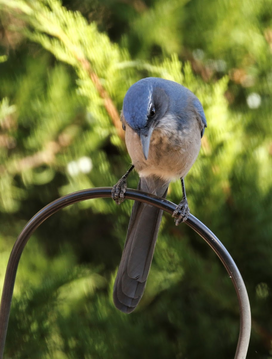 Woodhouse's Scrub Jay