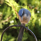 Woodhouse's Scrub Jay