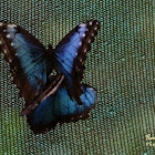 Peleides Blue Morpho