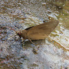 Rounded Palm-redeye Butterfly