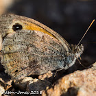 Dusky Meadow Brown