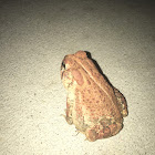 Southern Toad