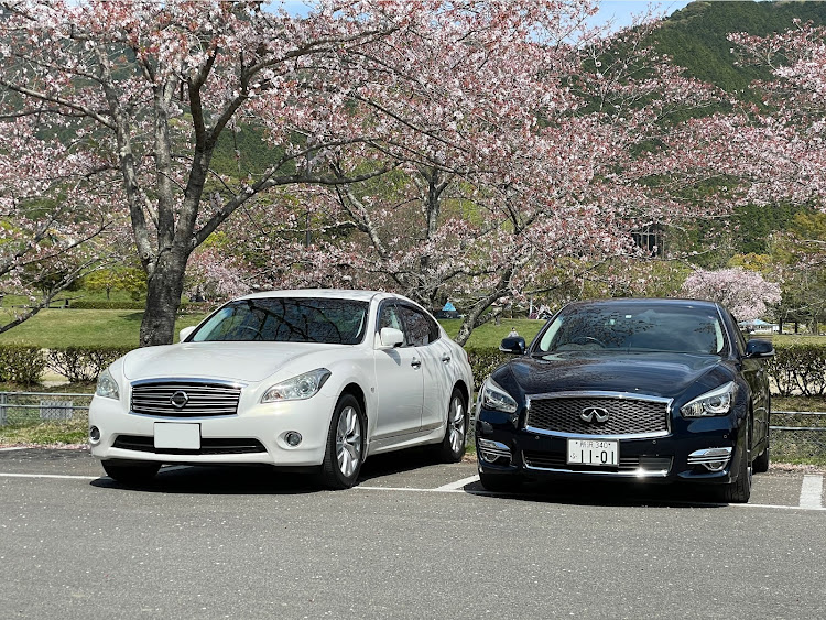 フーガ 51の桜とコラボ・桜・サクラと愛車に関するカスタム事例の投稿画像6枚目