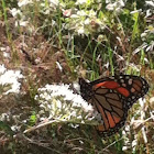 Monarch Butterfly