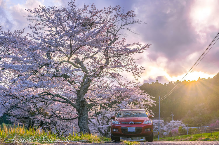 CX-7の桜と愛車・神の宿る桜・CX~7・SIGMAレンズ・逆光に関するカスタム事例の投稿画像3枚目