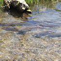 Yellowstone Cutthroat Trout