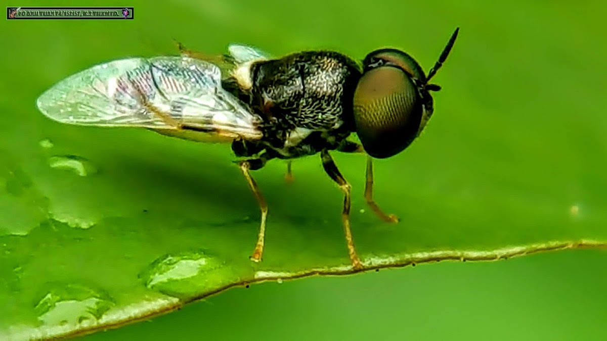 White banded Soldier-fly