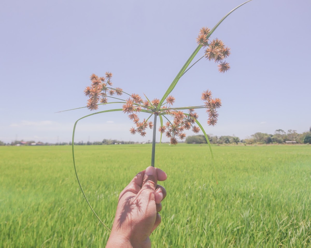 Small Flower Umbrella Plant