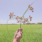 Small Flower Umbrella Plant