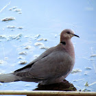 Red-eyed Dove