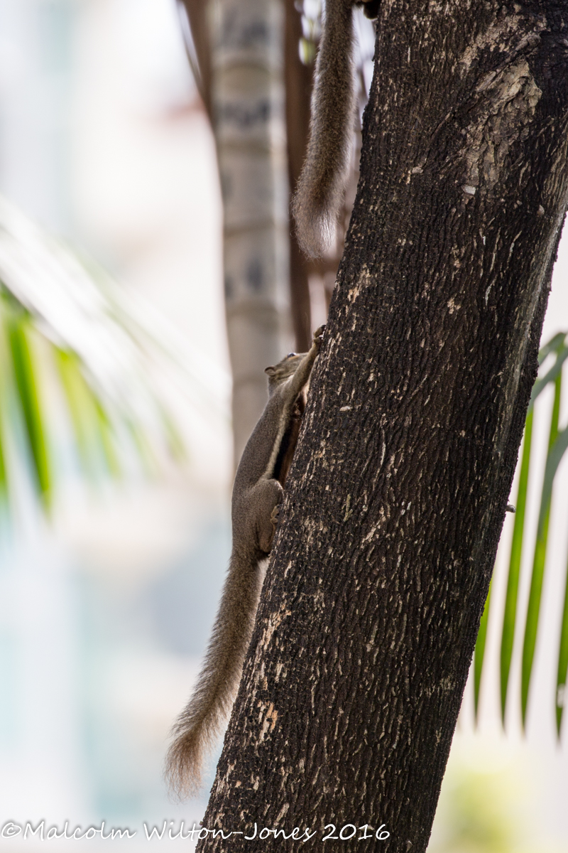 Plantain Squirrel