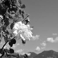 nuvole come petali di rosa di 