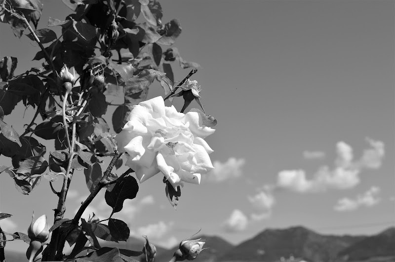 nuvole come petali di rosa di Tiz