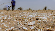 Shells are pictured in the dry bed of the evaporated Lake Faguibine, in Mbouna, northern Mali May 29, 2021. Picture taken May 29, 2021. 