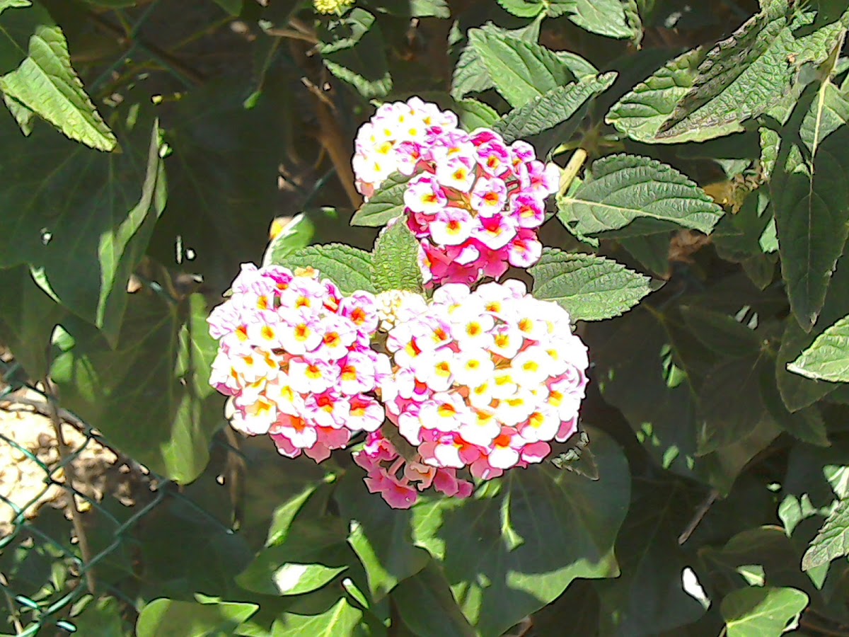 Lantana