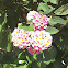 Lantana