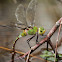 Blue – Tailed Green Darner