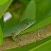 Day Gecko