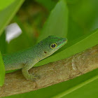 Day Gecko