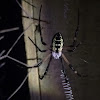 Black-and-Yellow Argiope