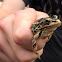 Northern Leopard Frog