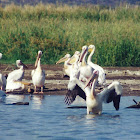 Great white pelican