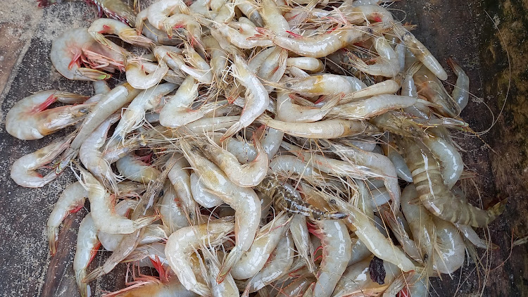 Prawns harvested at Lake Mkupe in Kwale.