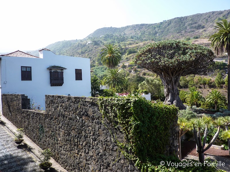 Tenerife, Icod de los Vinos, dragonnier