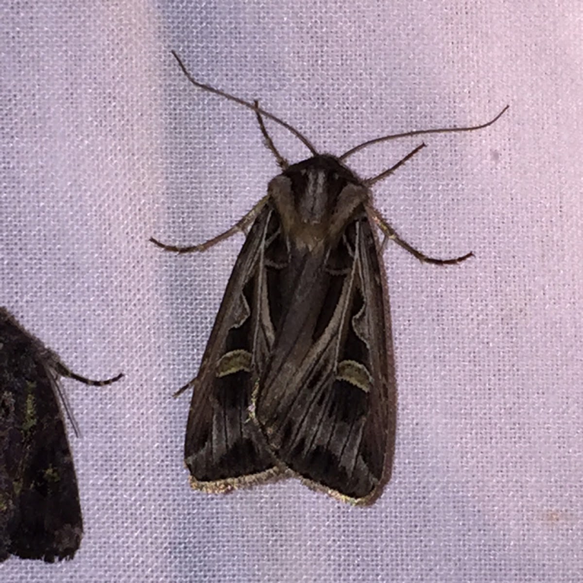 Dingy Cutworm Moth