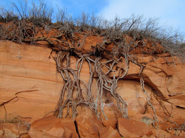 Roots revealed by rockfall