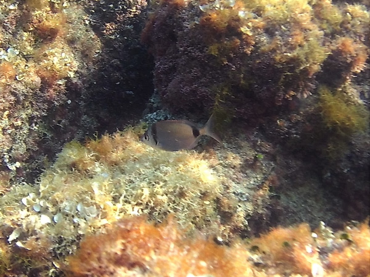 Fratar / Common two-banded seabream