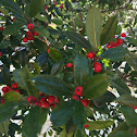 American holly