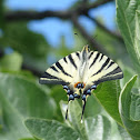 Scarce Swallotail