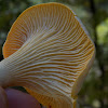 Chanterelle