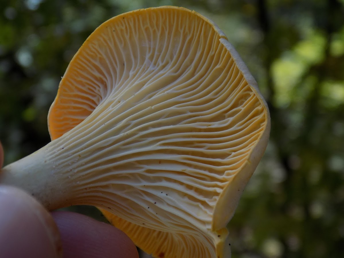 Chanterelle