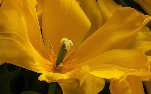 Yellow tulips