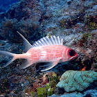 Longspine Squirrelfish