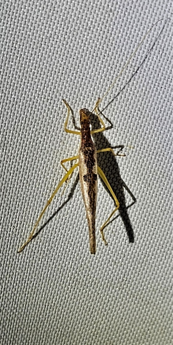 Two-spotted tree cricket