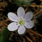 Round-lobed Hepatica