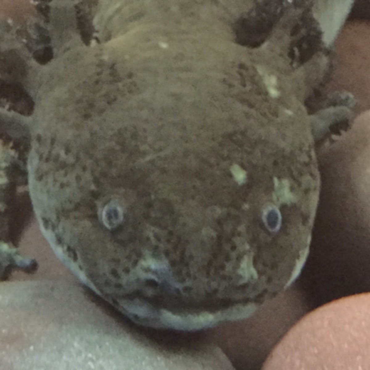 Axolotl