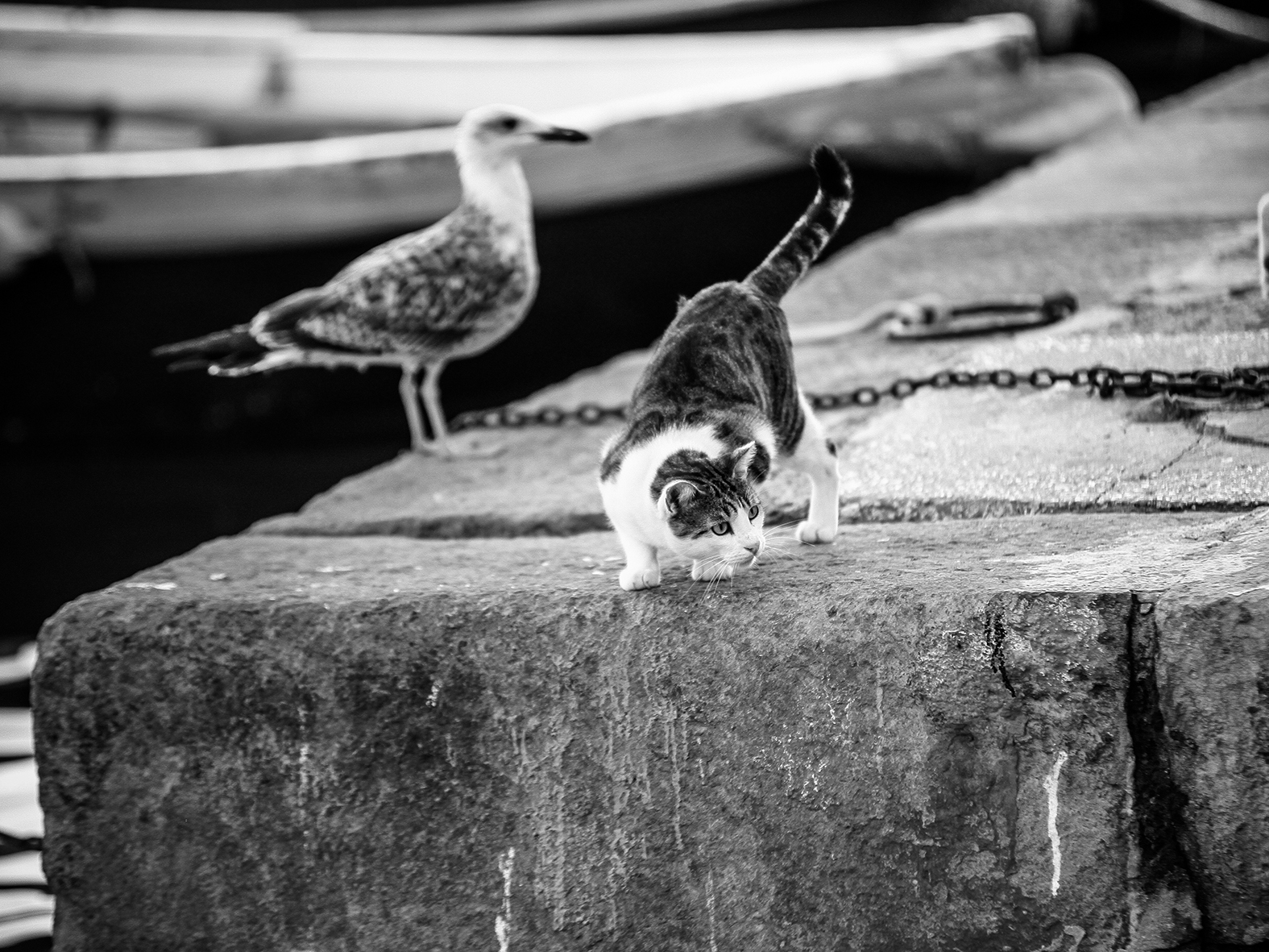 l'amico del gabbiano di fotoclickdiantoniolauro