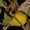 Gray-headed Canary Flycatcher