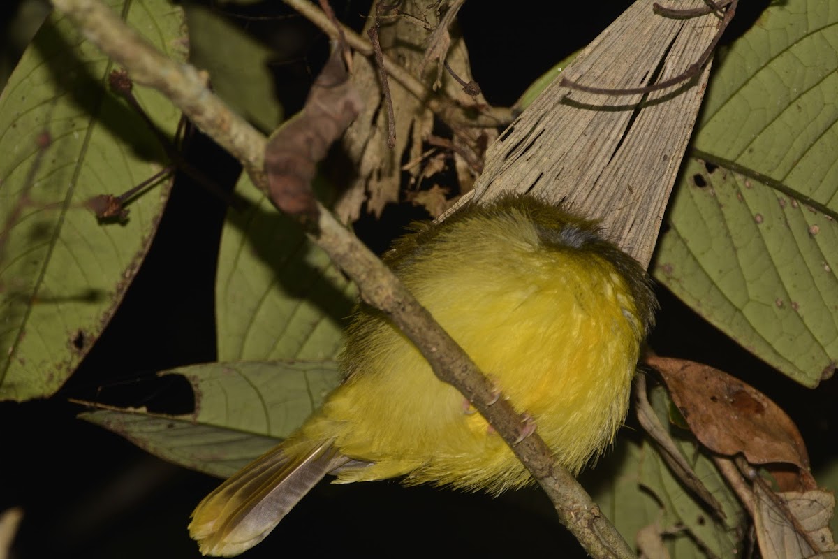 Gray-headed Canary Flycatcher