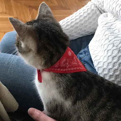 Cat Bandana Collar Puppy Dog Scarf Collar Neckchief with Adjustable Buckle for Cats Small Pets Kittens Collars Triangula